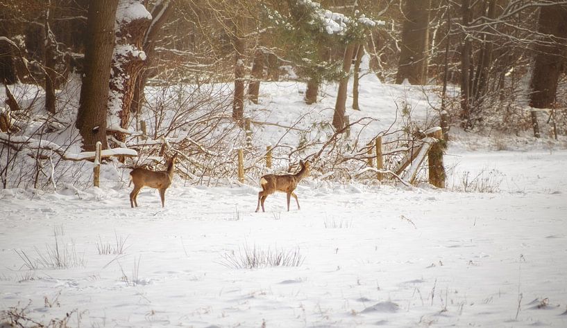 Two roe deer in a Poortvliet landscape by Pascal Raymond Dorland