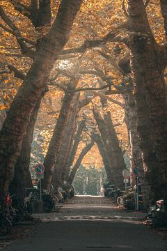 Herbst in der Lomanstraat, Amsterdam von Etem Uyar