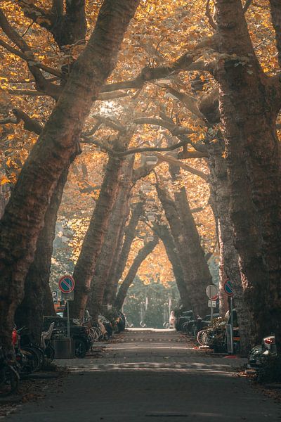 Autumn at Lomanstraat, Amsterdam by Etem Uyar