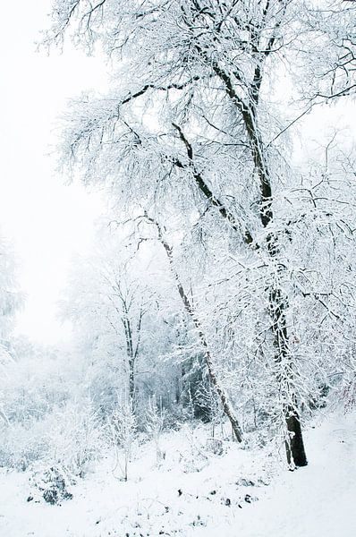 Snow forest by Douwe Schut