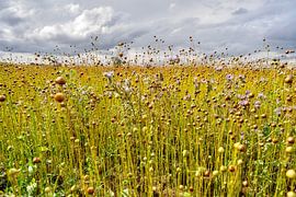 veld vol met vlas sur Pixel Meeting Point