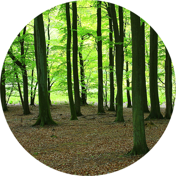 Waldpanorama van Ostsee Bilder