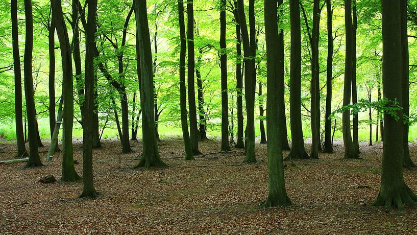 Waldpanorama von Ostsee Bilder