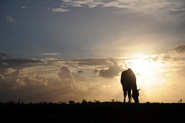 Grazend paard in silhouet bij ondergaande zon van Fred Schuch
