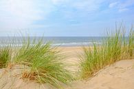 Summer in the dunes at the North Sea Beach by Sjoerd van der Wal thumbnail