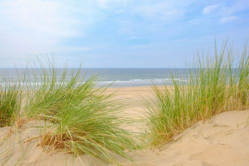 Summer in the dunes at the North Sea Beach