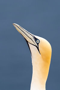 Northern Gannet Side Profile Looking Upward