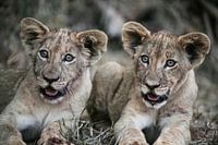 Brothers