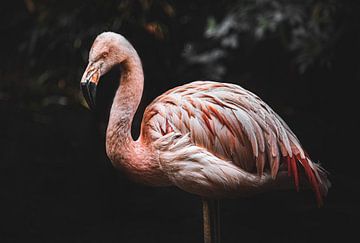 Flamant rose sur Lisa Dumon