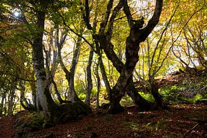 Forêt mystique de l'Auvergne sur Tanja Voigt