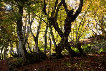 Mystischer Wald in der Auverge von Tanja Voigt