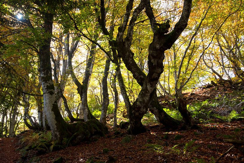 Mystischer Wald in der Auverge von Tanja Voigt