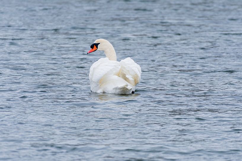 Mute Swan by Merijn Loch