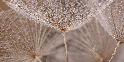 Onder de druppeltjes aan de parapluutjes