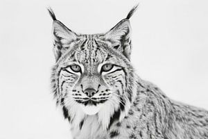 Luchs