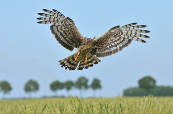 Hen Harrier starts breeding