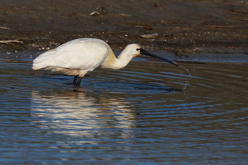 Löffler (Platalea leucorodia) Texel Holland von Frank Fichtmüller