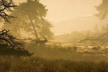 Red deer in sunrise by Danny Slijfer Natuurfotografie