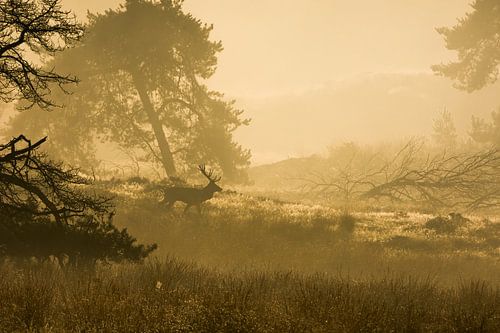 Edelhert in zonsopgang