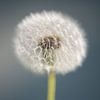 Paardenbloempluisjes van Remke Spijkers