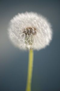Paardenbloempluisjes