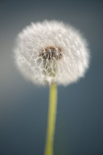 Paardenbloempluisjes