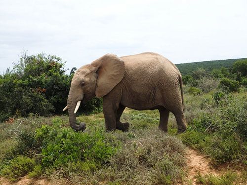 Lopende olifant