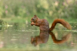 Eekhoorntje, eekhoorn van M. B. fotografie