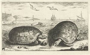 Zwei Schildkröten am Strand von Albert Flamen, 1664