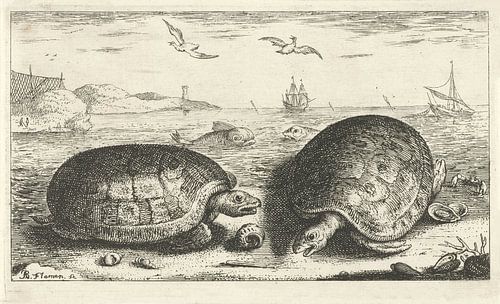 Twee schildpadden op het strand van Albert Flamen, 1664
