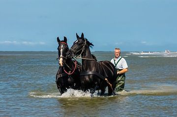 Paarden in zee bij Ameland