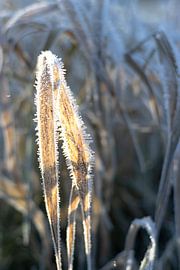 Reif von SO fotografie