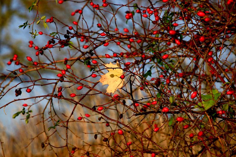 Rose hips and maple leaf by Thomas Jäger