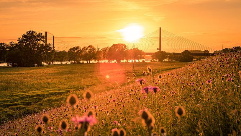 Bonn by Jens Unglaube