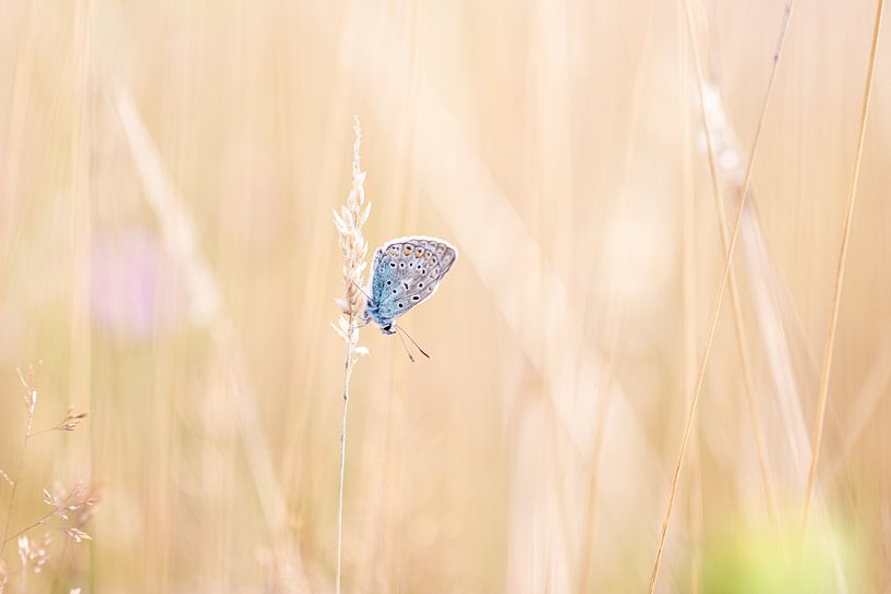 Tiny blue by Antoine Deleij