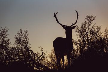 Hert tijdens ondergaande zon.. van Rick Ermstrang