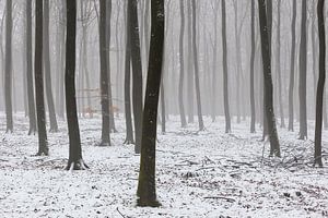 Winter in der Veluwe von Rob Kints