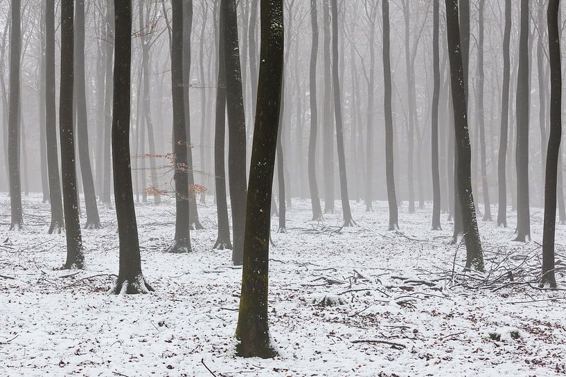 Winter in the Veluwe by Rob Kints