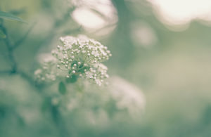 Blumen Teil 136