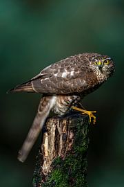 Sparrowhawk on the attack by Rando Kromkamp Natuurfotograaf