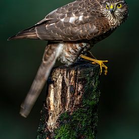 Sparrowhawk on the attack by Rando Kromkamp