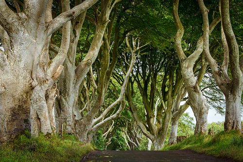 Dark Hedges in Ireland
