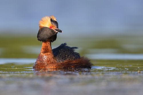 Slavonian Grebe (Podiceps auritus)