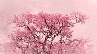 Rose tree