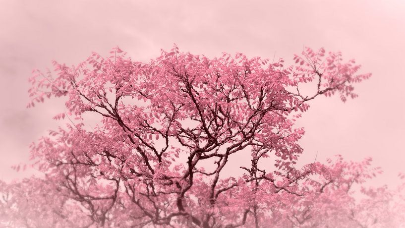 zomer in roze van Johannes Schotanus