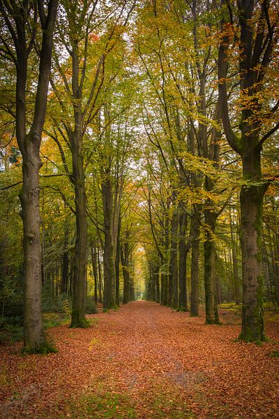 ? Entdecken Sie die zeitlose Schönheit der Wildnis ? von Eriks Photoshop