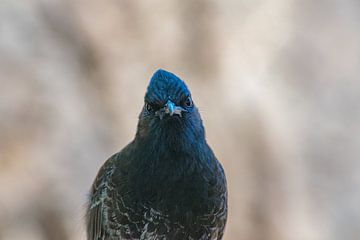 Tu me regardes ? sur Raymond Sperle