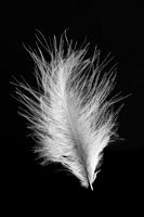Plume d'oiseau en noir et blanc