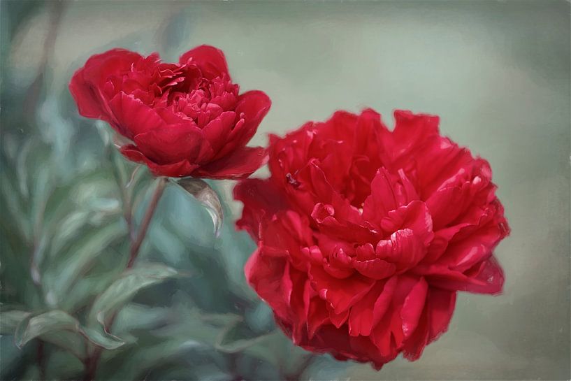 Pivoine par Heidi van den Bogaard
