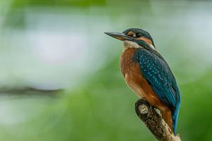 Eisvogel